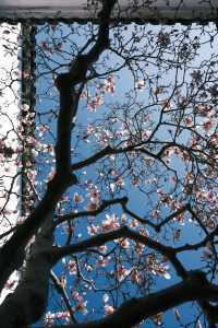 Discover the Beauty of Suzhou Gardens