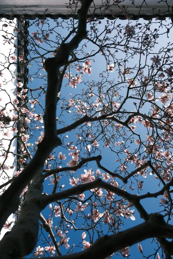 Discover the Beauty of Suzhou Gardens