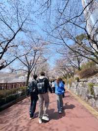 🌸春日限定 | 首爾石村湖浪漫櫻花季