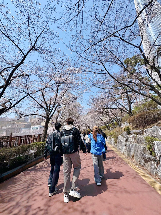 🌸春日限定 | 首爾石村湖浪漫櫻花季
