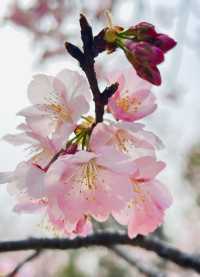 顧村公園賞早櫻