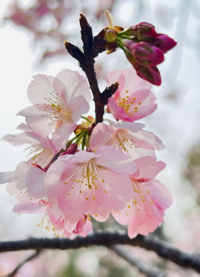 顧村公園賞早櫻