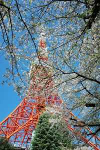 東京タワーと桜の絶景