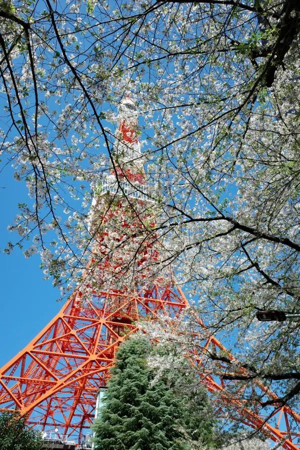 東京タワーと桜の絶景