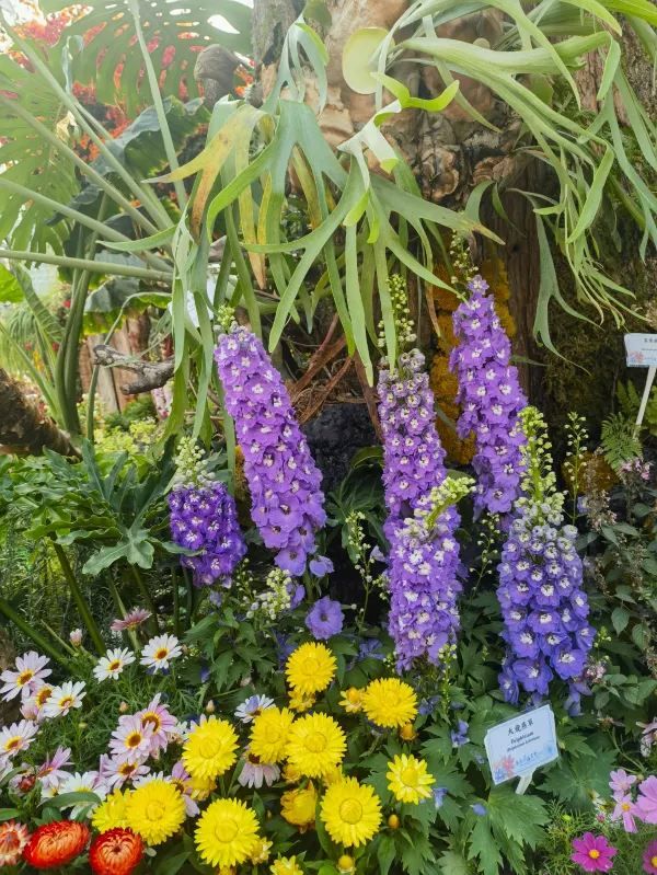 🌸 維多利亞公園花卉展：自然的色彩盛宴