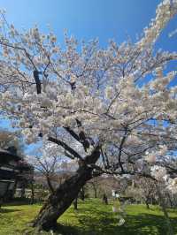 🌸北海道松前公園 | 櫻花盛開的絕美時光🌸