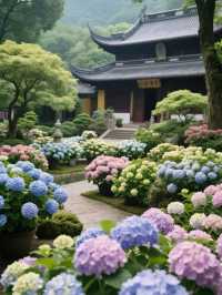媲美日本！杭州永福寺繡球花，滿溢禪意之美