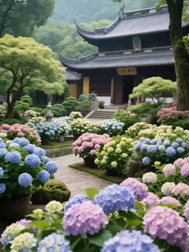 媲美日本！杭州永福寺繡球花，滿溢禪意之美
