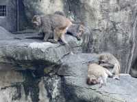 Budget Friendly Pandas At Taipei Zoo! Fun For All The Family 