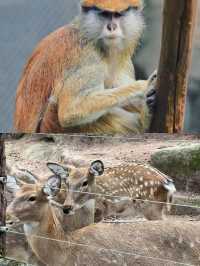 本地人嘅私藏！一篇搞掂重慶動物園嘅超全攻略，睇熊貓、影靚相！