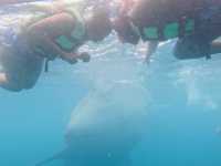 The majestic Oslob Whale-sharks 
