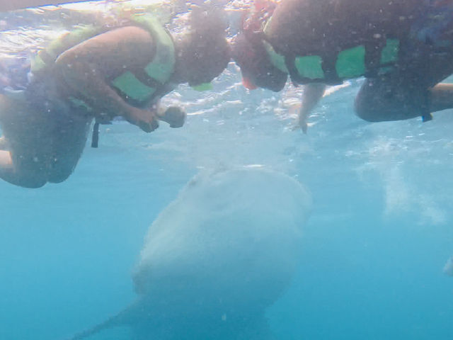 The majestic Oslob Whale-sharks 