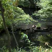 東京溫泉漫遊手札🎐｜深大寺、萬花古寺、黑蕎麥麵與黑水溫泉的治愈時光