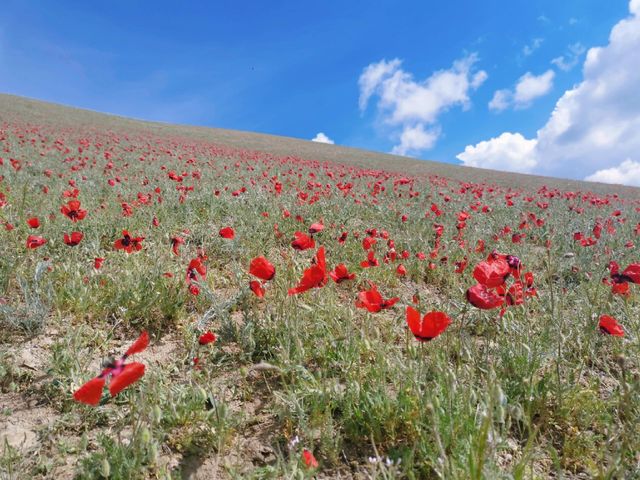 穿越6000公里！只為帶媽媽追新疆天山紅花