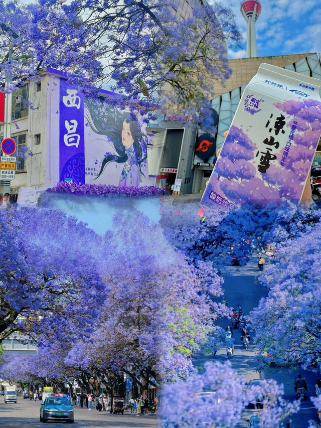 川西．西昌藍花楹嘅浪漫，你確定唔嚟睇下？