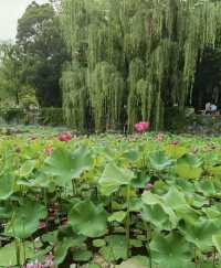 攀枝花夏日限定！探索荷花池邊的罕見双色蓮秘境🌺