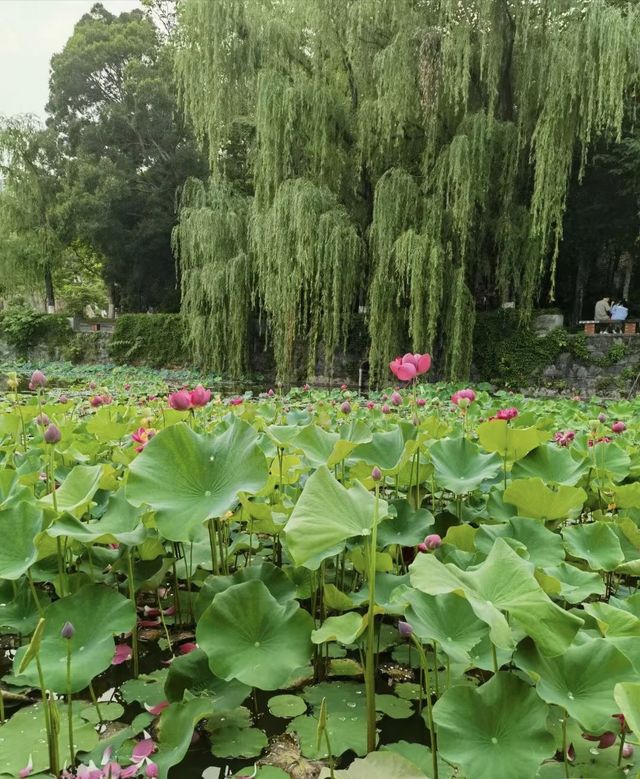 攀枝花夏日限定！探索荷花池邊的罕見双色蓮秘境🌺