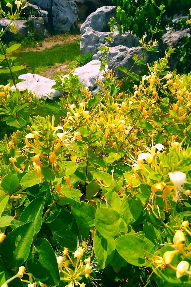 快嚟呢度睇漫花山田，感受摩崖石像，暢享田園自然風光