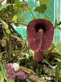 箱根秘境法式花園