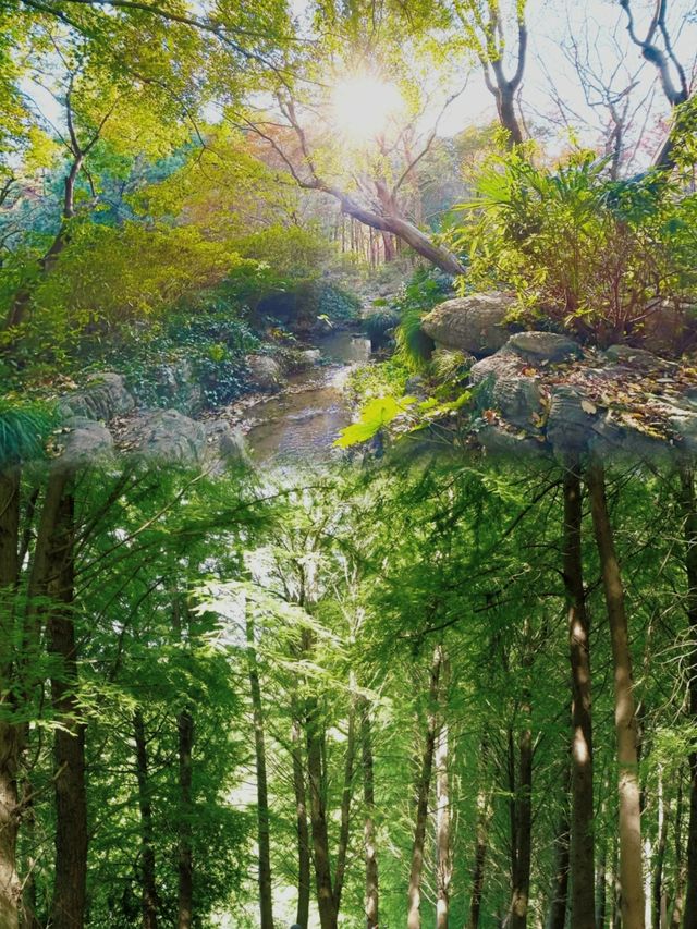 藏住一個超治癒嘅秘密花園今次帶大家打卡上海海灣森林公園