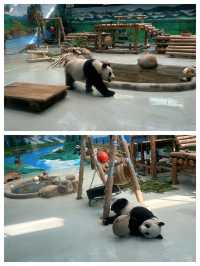 柳州動物園絕對係帶小朋友放電嘅家庭寶藏地，呢度動物種類豐富，有呆萌嘅大熊貓、精靈嘅小猴子，仲有精彩嘅動物表演