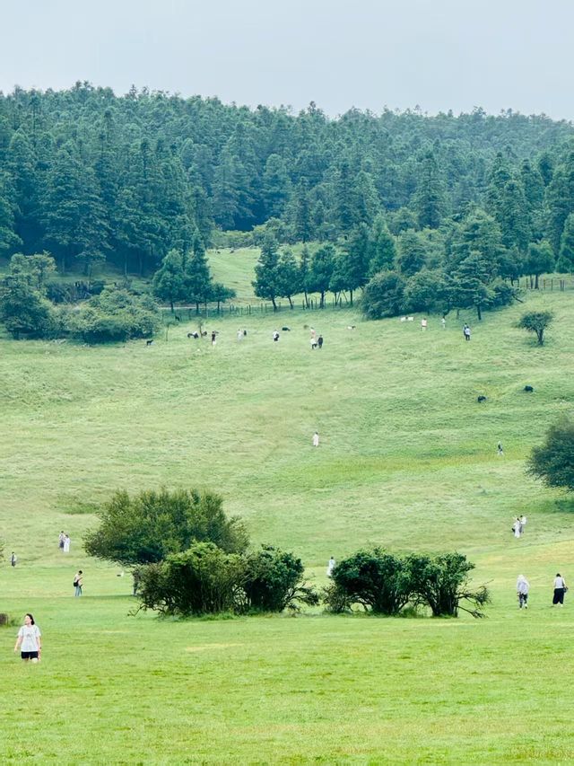 仙女山露營避暑指南——星空草原+天然冷氣，夏日逃離計劃！