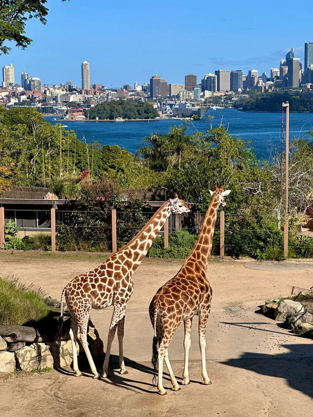 Taronga Zoo遊覽攻略