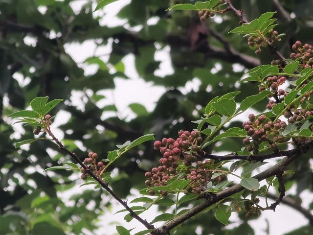 花椒熟了