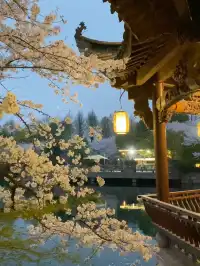 不愧是杭州的next level…夜櫻直接美到封神