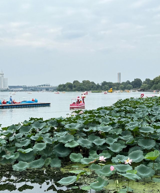 南京4日深度遊全攻略：從櫻花到楓葉，吃遍鴨血粉絲與鍋貼