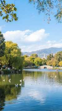 滇池畔邂逅紅嘴鷗昆明3天2晚·2000元玩出春城詩意