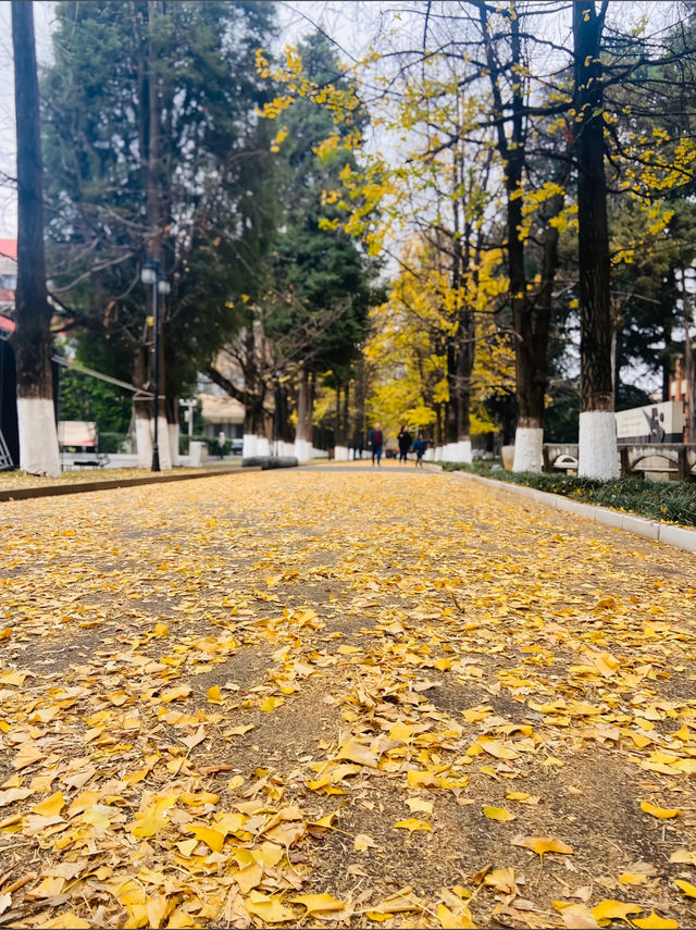 雲南大學遊玩攻略：探尋百年學府的魅力