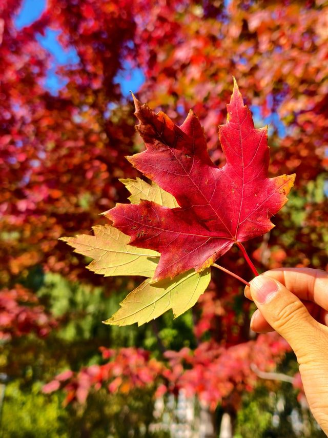 不是蛟河，是長春的紅楓島，真是美到失語！
