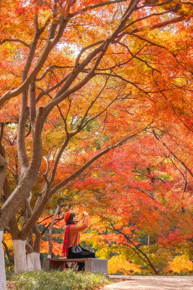 I have never seen such a grand autumn—18 places to enjoy autumn in Wuhan