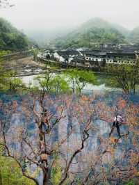 邂逅滿山都是紅柿子的600年遺世古村
