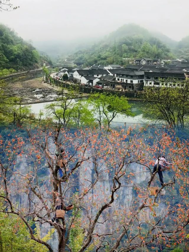 邂逅滿山都是紅柿子的600年遺世古村