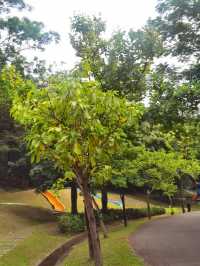 不止運動!江門元寶山公園,藏著嶺南秋日的詩意與活力