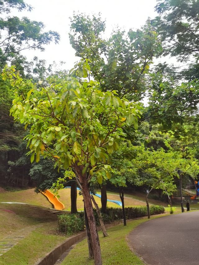 不止運動!江門元寶山公園,藏著嶺南秋日的詩意與活力 不止運動!江門元寶山公園,藏著嶺南秋日的詩意與活力
