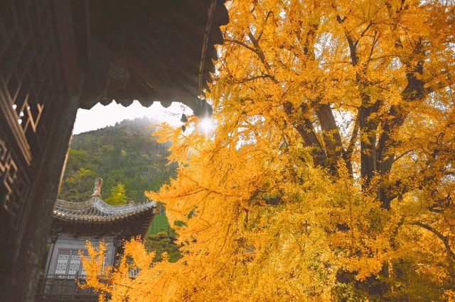 秋遊禪寺秘境,觀大唐盛世 秋遊禪寺秘境,觀大唐盛世