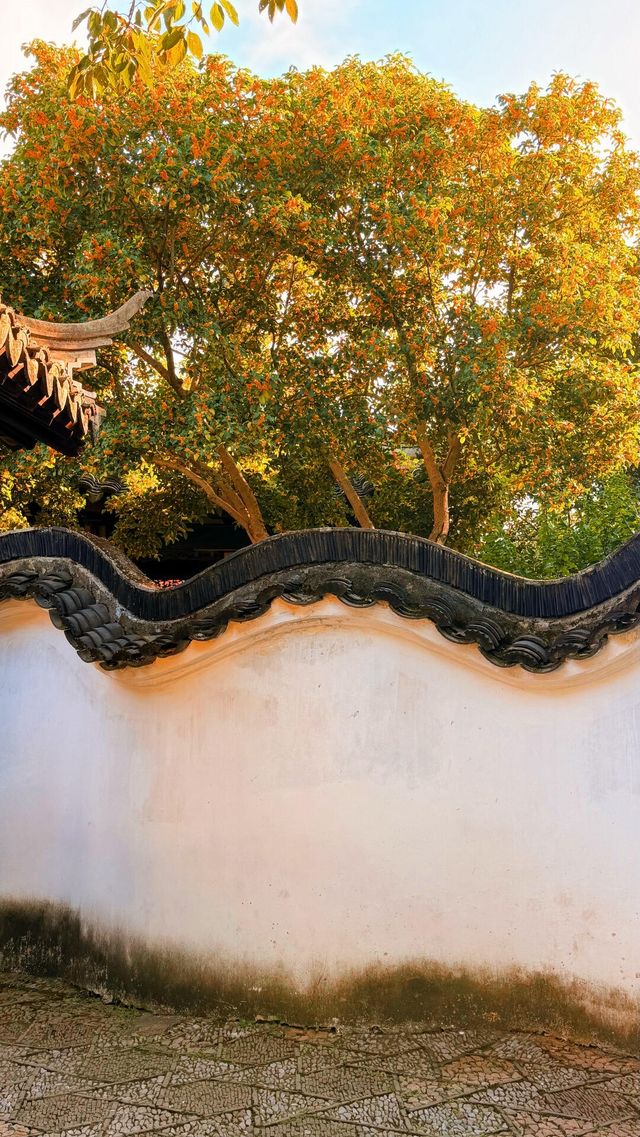 蘇州的秋天|在怡園的桂花香裡,撞見江南最溫柔的時刻 蘇州的秋天|在怡園的桂花香裡,撞見江南最溫柔的時刻