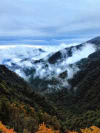 錯過等一年！成都周邊秋日彩林免費開放