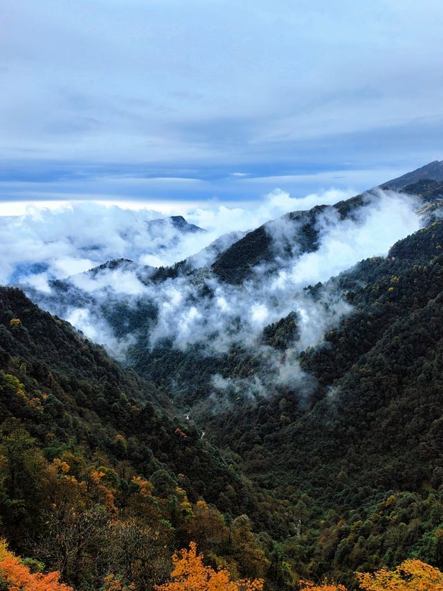 錯過等一年！成都周邊秋日彩林免費開放