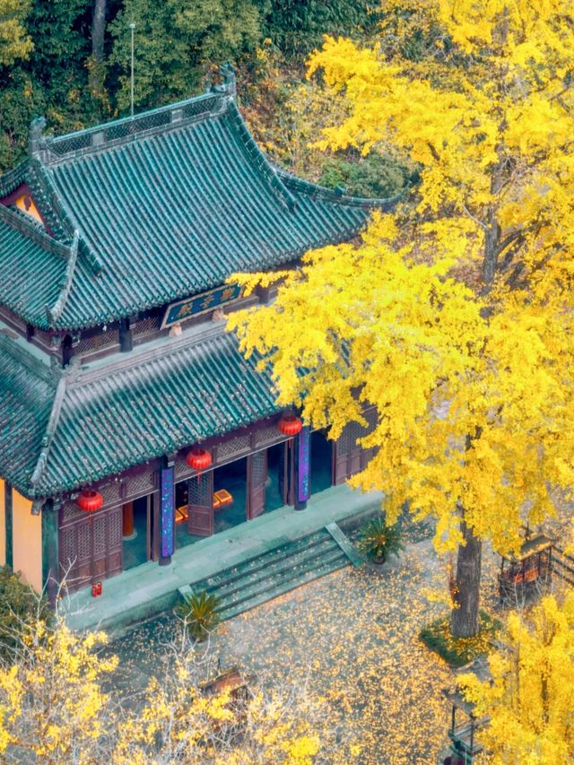 紹興秋日限定：20min高鐵直達，銀杏古寺醉江南