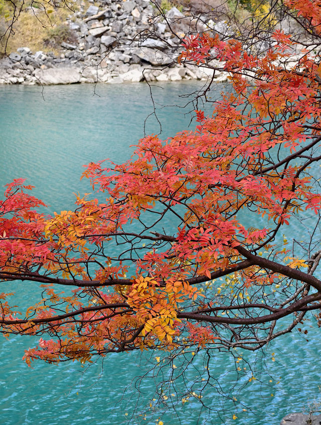 11月松坪溝美到窒息！彩林映碧水，一天才花130元！