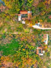 鄭州周邊秋日私藏線!賞千年銀杏,看紅葉漫山