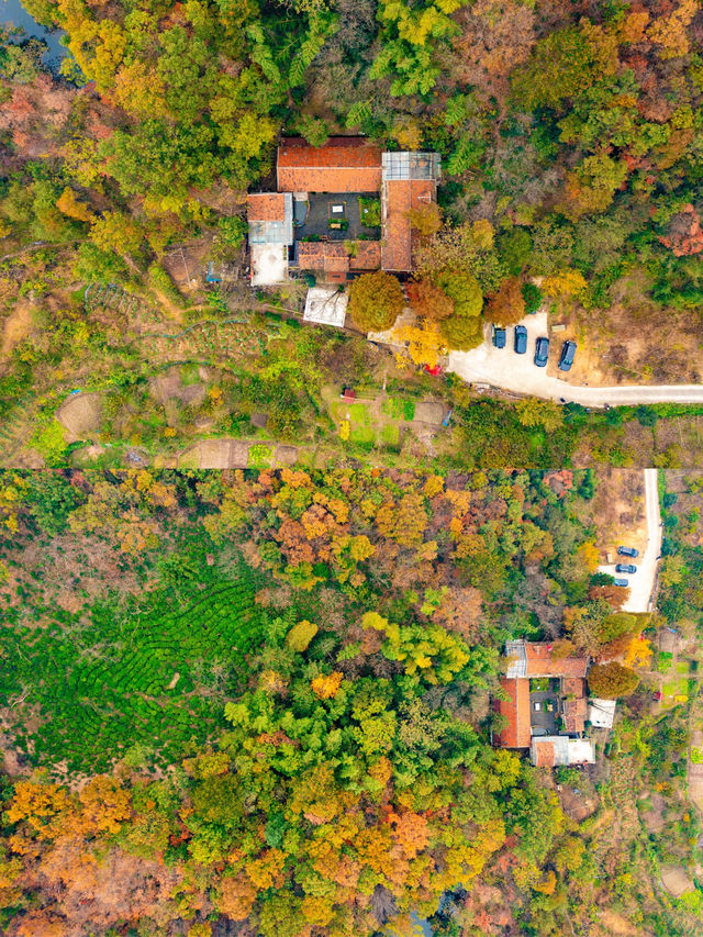 鄭州周邊秋日私藏線!賞千年銀杏,看紅葉漫山 鄭州周邊秋日私藏線!賞千年銀杏,看紅葉漫山