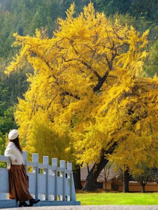 The top choice for autumn viewing around Wuhan: Suizhou Ginkgo 2-day 1-night guide