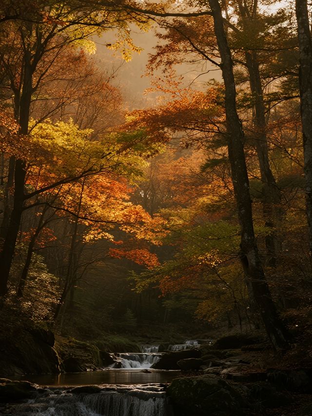 帶娃闖進紅葉童話！光霧山2天1晚超省心版