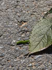 市區1h+達 深秋杭州這個古村落美到失語