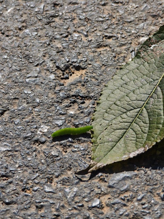 市區1h+達 深秋杭州這個古村落美到失語